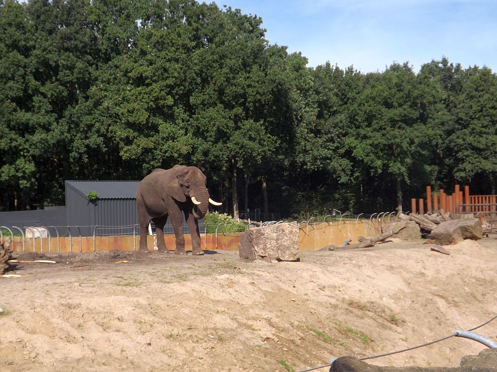 Elefantenanlage (Ouwehands Dierenpark)
