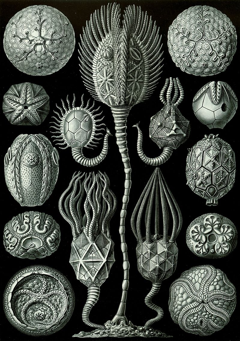 Cystoideen aus Ernst Haeckel's Kunstformen der Natur. In der Mitte vollständige Exemplare, rechts und links isolierte Kelchkapseln (Theken). Rechts und links unten jeweils ein Edrioasteroide, die nicht zu den Cystoideen gehören.