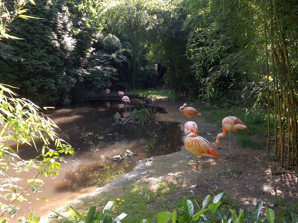 Flamingoanlage (Zoopark Overloon)