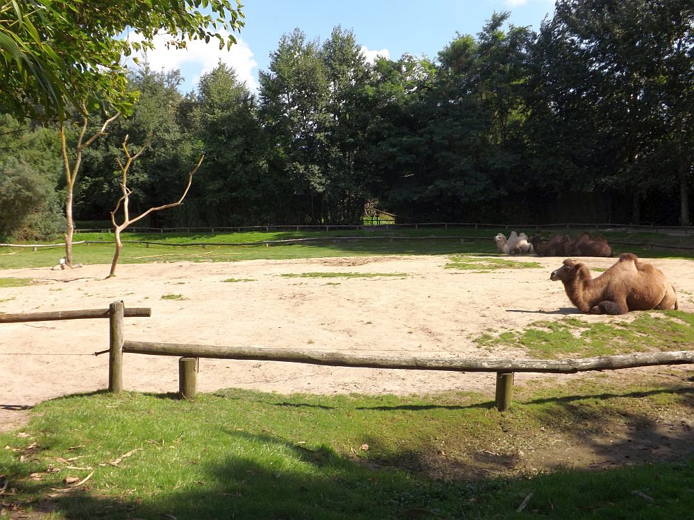 Kamelanlage (Zoopark Overloon)