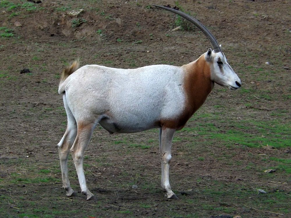 Säbelantilope (Zoo Olmen)
