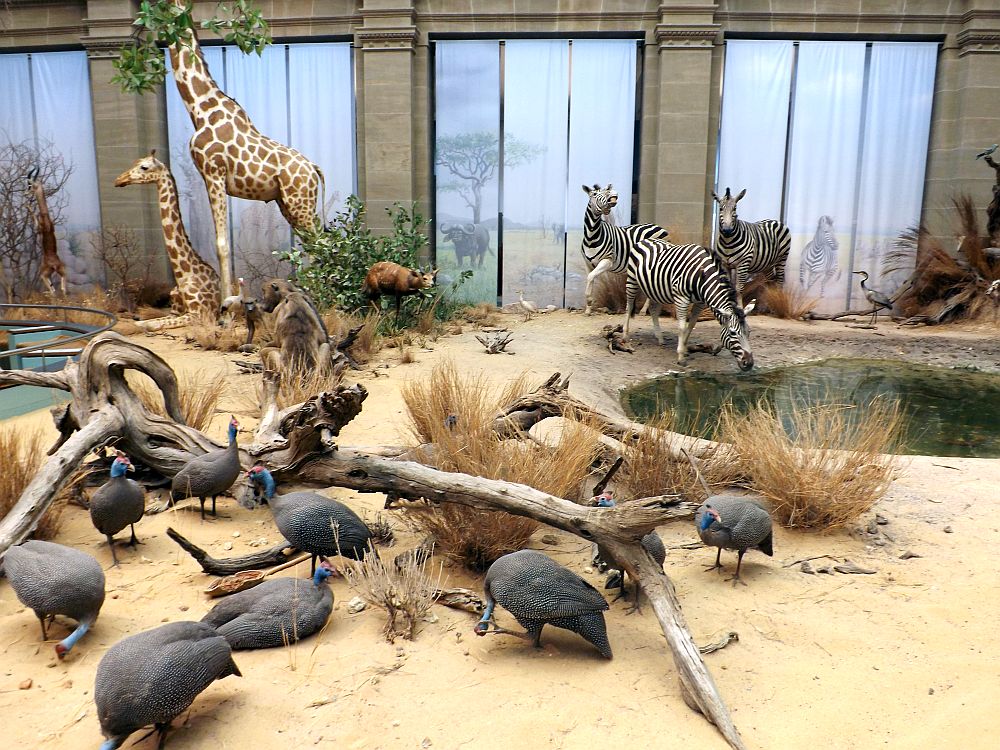 Zoologisches Forschungsmuseum Alexander Koenig