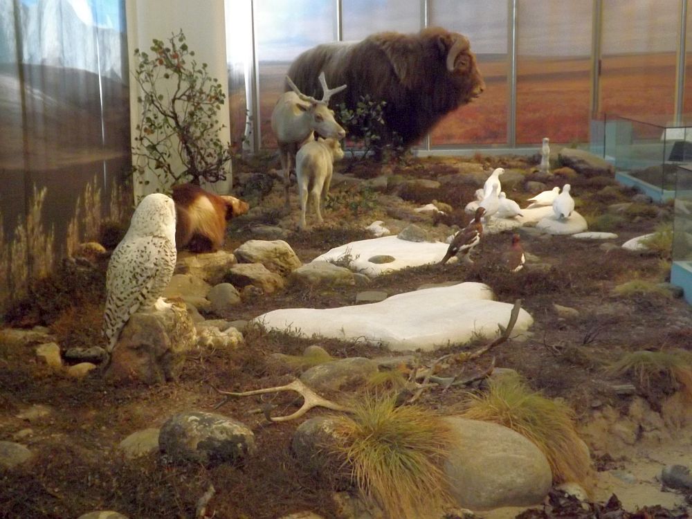Zoologisches Forschungsmuseum Alexander Koenig