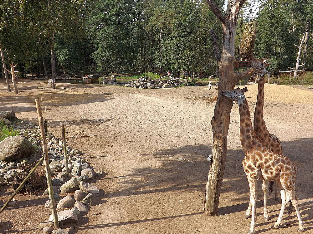 Giraffenanlage (Zoo Amersfoort)