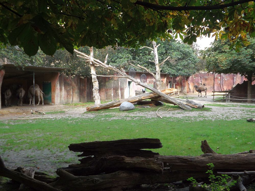 Kamelanlage (Zoo Amersfoort)