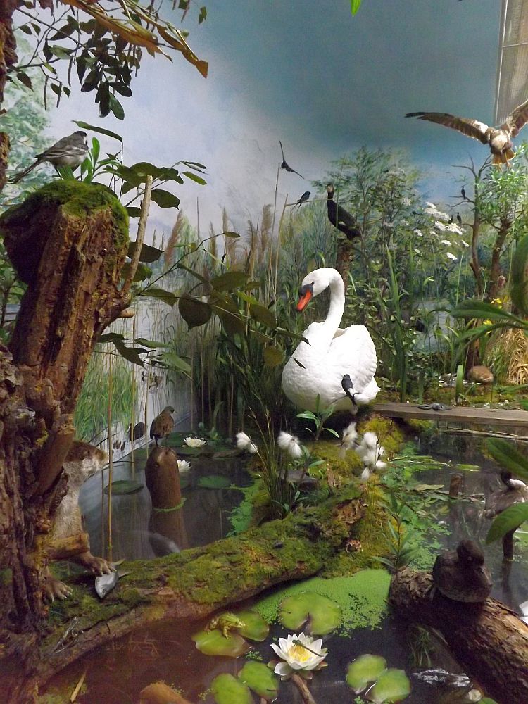 Tiere Mitteleuropas (Naturkundemuseum Coburg)