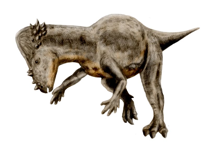 Pachycephalosaurus wyomingensis (© N. Tamura)