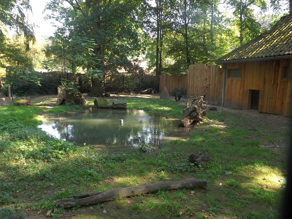 Ameisenbärenanlage (Zoo Planckendael)