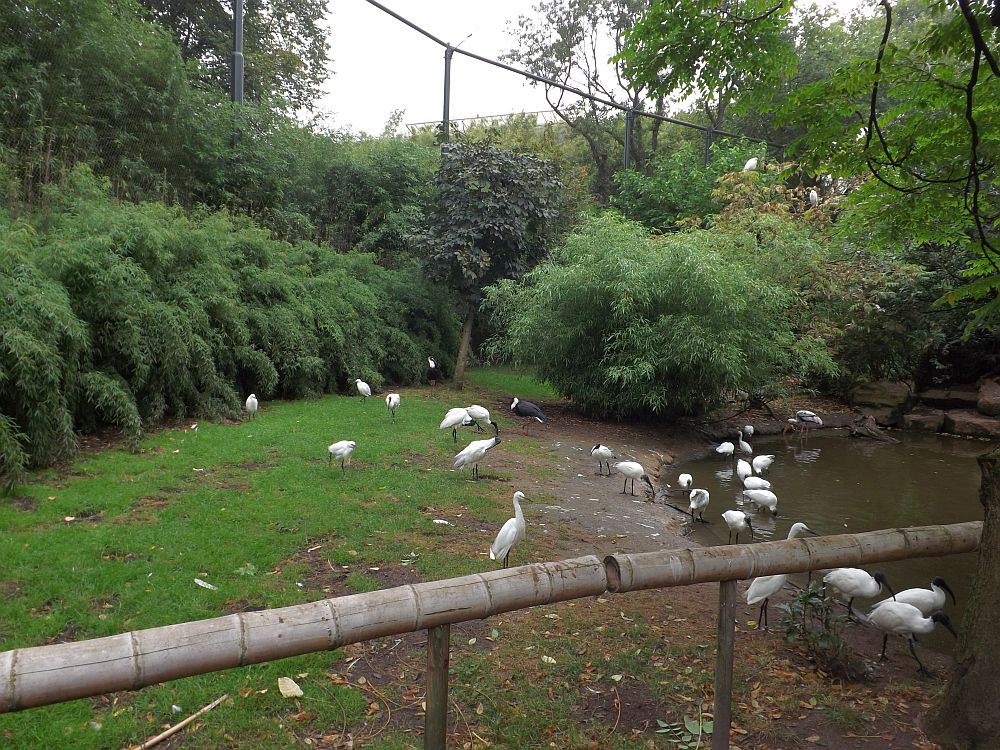 Asienvoliere (Zoo Rotterdam)