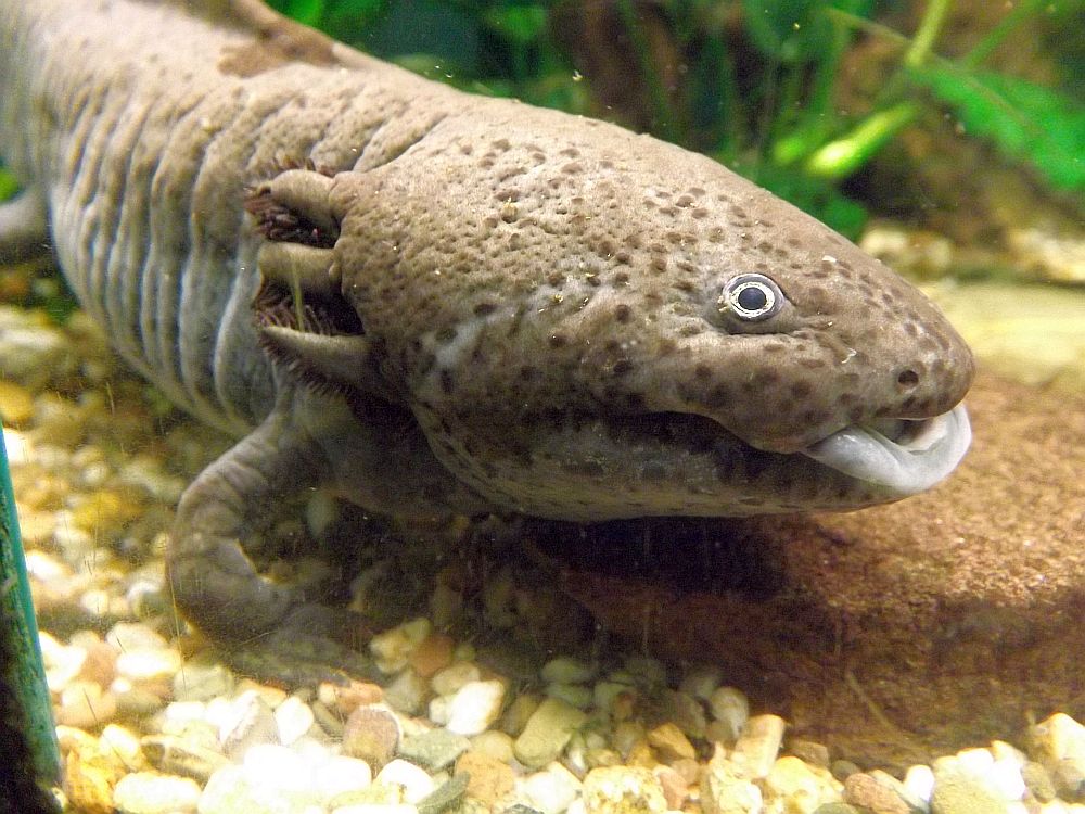 Axolotl (Ouwehands Dierenpark) Der BeutelwolfBlog