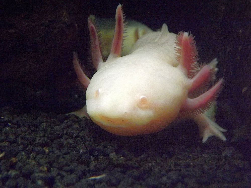 Axolotl (Sealife Königswinter)