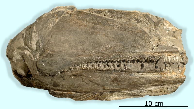 26 cm langes Fossil der rechten Seite des Schädels von Birgeria americana (UZH)