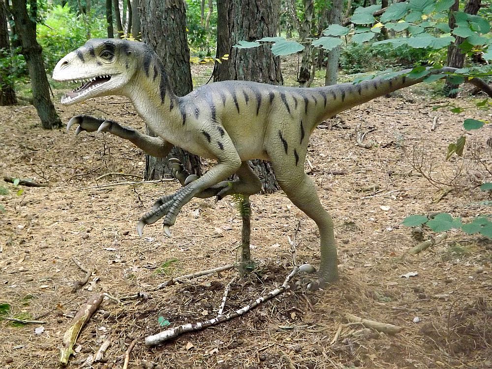 Deinonychus (Zoo Amersfoort)