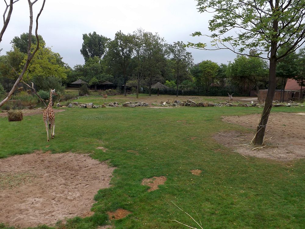 Giraffenanlage (Zoo Rotterdam)