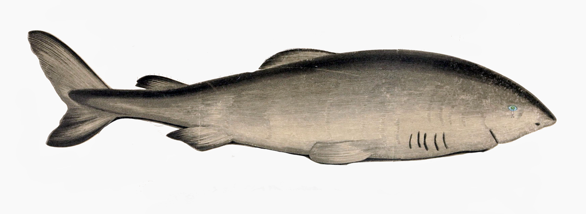 Grönlandhai (Jonathan Couch)