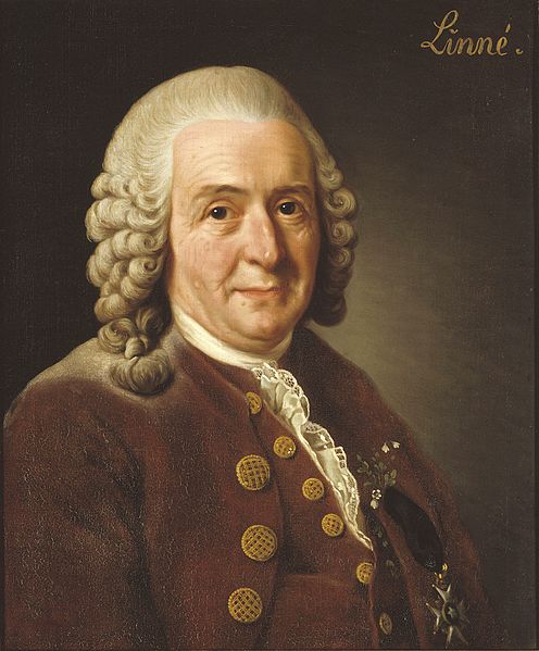Linnés Bildnis wenige Jahre vor seinem Tod wurde von Alexander Roslin (1775) gemalt.