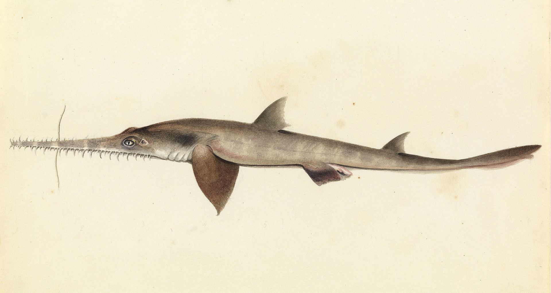 Langnasen-Sägehai (William Buelow Gould)