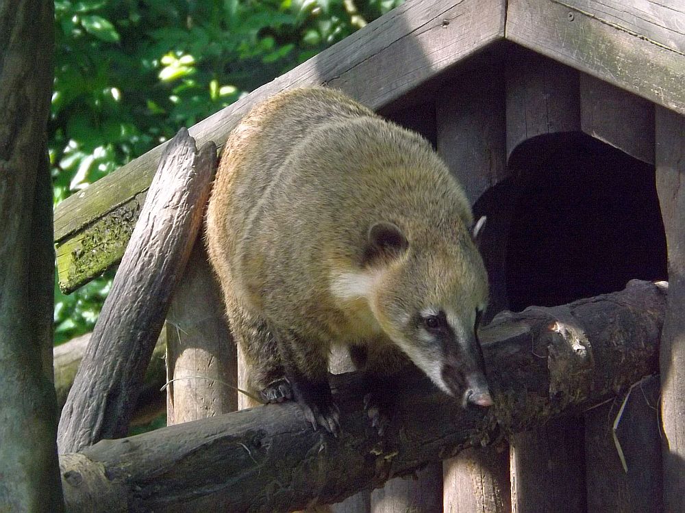Südamerikanischer Nasenbär (Zoo Augsburg)