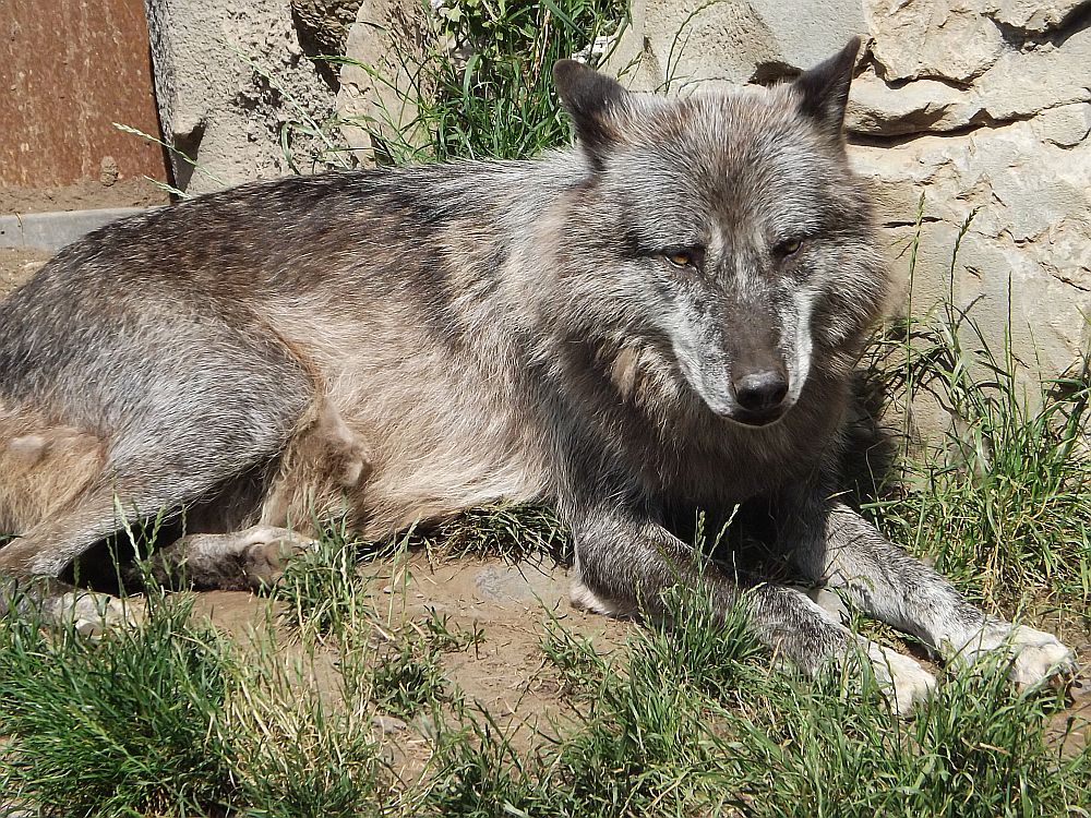 Wolf (Erlebniszoo Hannover)