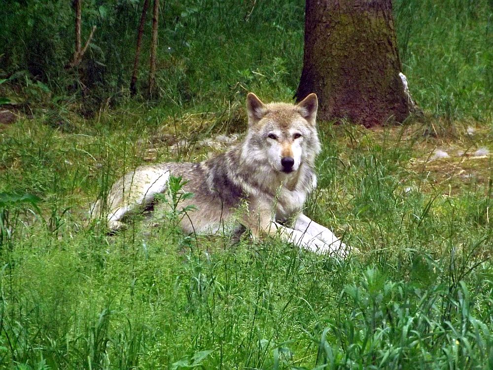 Wolf (Wildpark Lüneburger Heide)