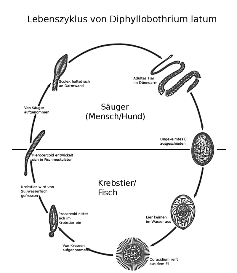 Lebenszyklus des Fischbandwurms (United States Department of Health and Human Services)