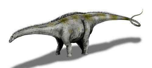 Apatosaurus ajax (© N. Tamura)