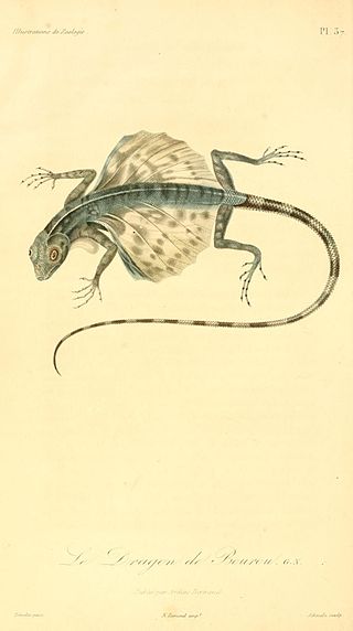 Draco bourouniensis (René-Primevère Lesson)
