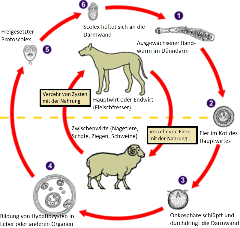 Normaler Lebenszyklus des Fuchsbandwurms
