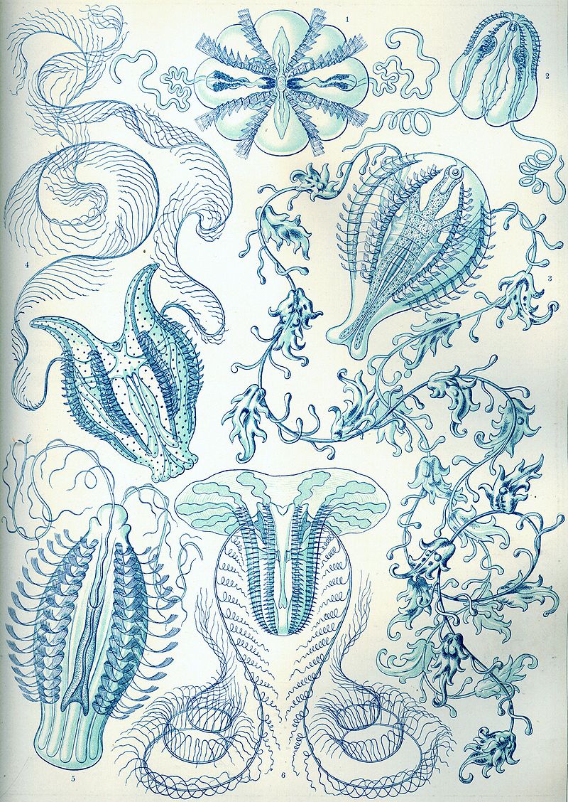 Rippenquallen (Ernst Haeckel, Kunstformen der Natur)