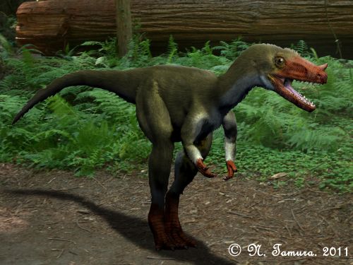 Proceratosaurus bradleyi (© N. Tamura)