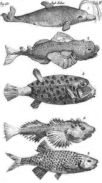 Systema Naturae Plate IV - Fische