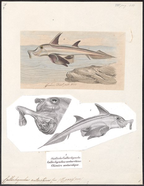 Callorhinchus callorynchus (Iconographia Zoologica)