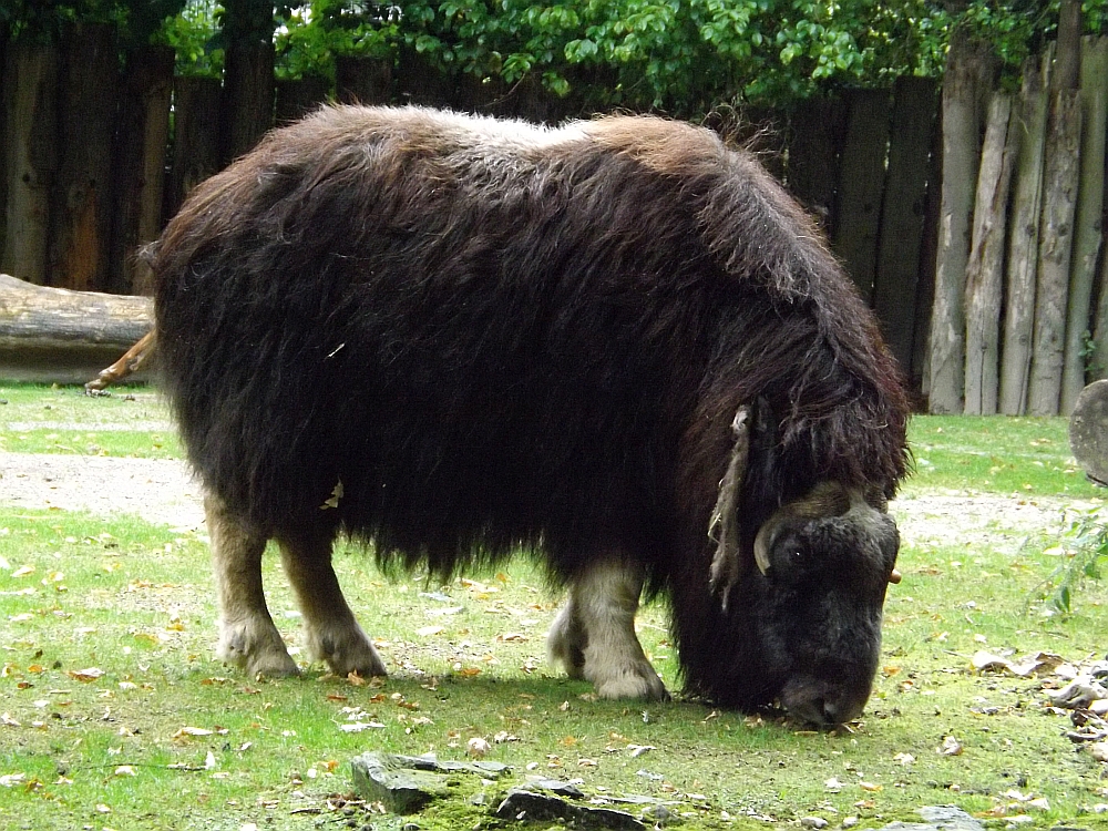 Moschusochse (Zoo Krefeld)