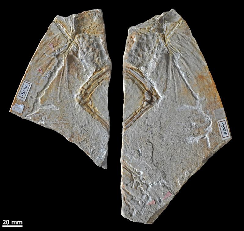 Das Foto zeigt die beiden Platten des Haarlemer Exemplars, das bislang als erster fossiler Fund des Urvogels Archaeopteryx galt. (Oliver Rauhut)